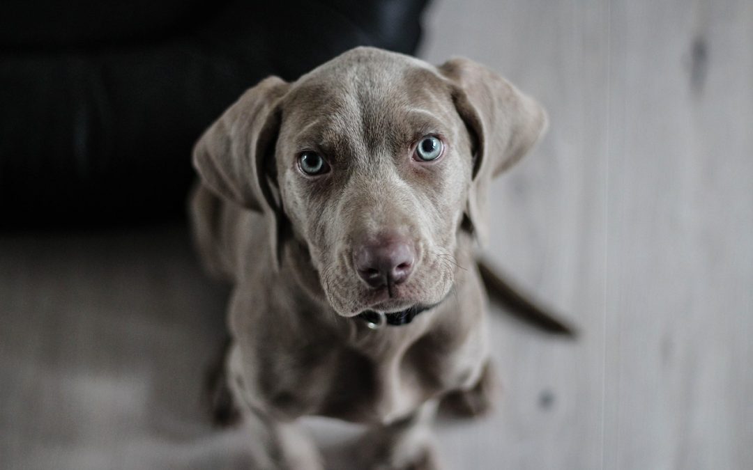 Graanvrij Voer voor Honden met Voedselgevoeligheden en Allergieën